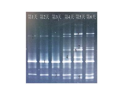 3種植物精油對調(diào)理牛排腐敗貯藏過程優(yōu)勢腐敗菌生長抑制情況及細菌生長曲線（三）