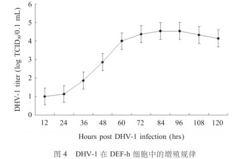 鴨胚成纖維細胞培養(yǎng)I型鴨病毒性肝炎并繪制一步生長曲線——結(jié)果、討論
