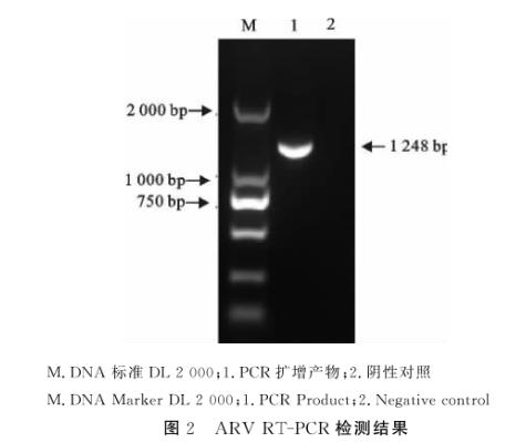 禽呼腸病毒S1133毒株接種DF1細胞一步生長曲線的繪制——結(jié)果、結(jié)論