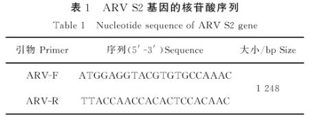 禽呼腸病毒S1133毒株接種DF1細胞一步生長曲線的繪制——材料與方法