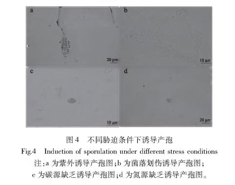 引起甜櫻桃流膠的病原菌SXYTLJ01生物學(xué)特性研究（三）