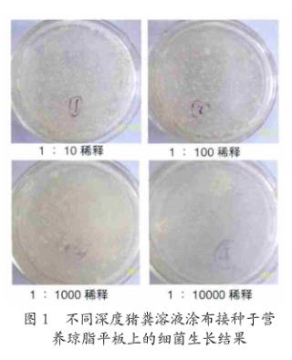 芽孢桿菌對黃曲霉毒素B1、嘔吐毒素、玉米赤霉烯酮的降解作用——材料與方法