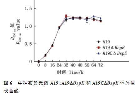 BspE 基因缺失對(duì)牛種布魯氏菌體外生長(zhǎng)、胞內(nèi)生存、黏附能力的影響（三）