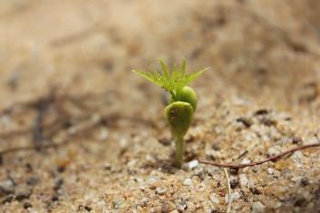 根際微生物可促進(jìn)植物生長(zhǎng)、導(dǎo)植物產(chǎn)生系統(tǒng)抗性