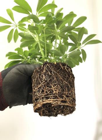 植物生長(zhǎng)代謝、生物脅迫、非生物脅迫對(duì)根際微生物組的影響