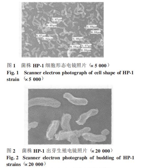 光合細(xì)菌菌株HP-1生長(zhǎng)曲線、甲胺磷耐受能力、降解能力測(cè)定（一）