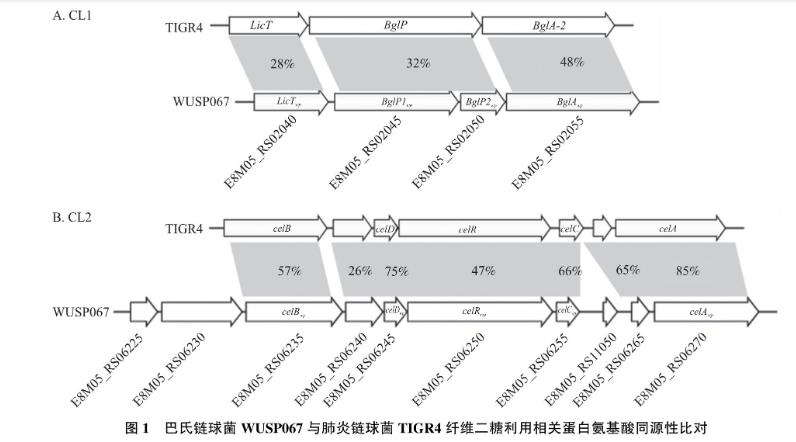 纖維二糖利用基因簇對(duì)豬源巴氏鏈球菌生長曲線及毒力的影響——摘要、引言