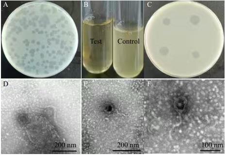 小腸結(jié)腸炎耶爾森氏菌烈性噬菌體分離鑒定、生長曲線及應(yīng)用潛力——摘要