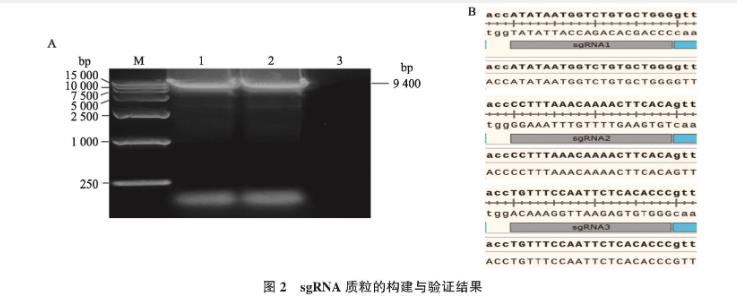 貓皰疹病毒Ⅰ型gIgE基因缺失毒株一步生長曲線及生物學(xué)特性研究——摘要、引言