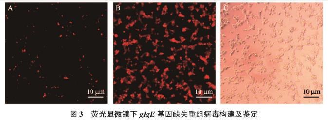 貓皰疹病毒Ⅰ型gIgE基因缺失毒株一步生長曲線及生物學(xué)特性研究——材料與方法